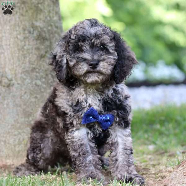 Enzo, Cockapoo Puppy